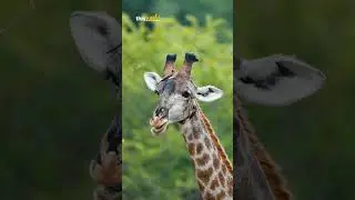 Watch this adorable giraffe enjoy a meal while its trusty oxpecker friends give it a spa day 🦒🐦 💛