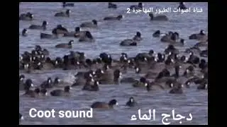 صوت دجاج الماء (( الغر))  Coot Sound