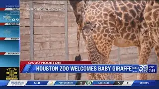 Houston Zoo Welcomes Tino, the Baby Giraffe