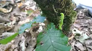 Green Worm on Tree Moss Close Up 4K