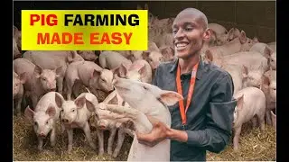 How to Start a Pig Farming Business in Nigeria and make money in nigeria
