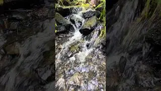 Flowing Stream Escape 🌊🌿 | Relax & Unwind #nature #shorts #flowingstream