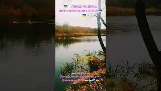 🇺🇦🦢🌊Лебеді на Сіверський Донець в Миколаївка Крам.р-н Донеччина-11/24🇺🇦🌊🦢🦢🌊🇺🇦