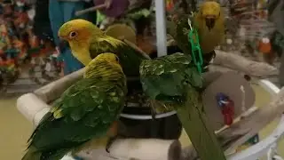 Birds.