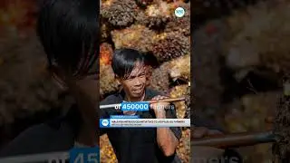 Malaysia Introduces Initiatives to Aid Palm Oil Farmers with EU Deforestation Law
