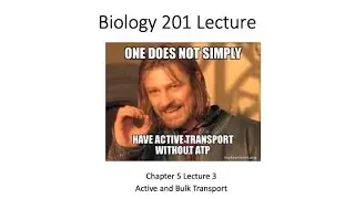 Biology 201 Unit 5 Lecture 3- Active and Bulk Transport Video Lecture