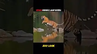 Puma's Incredible Jump Across the River! #shorts #wildlife #animals