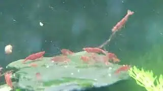 Baby Panzerwels auf Schiefer garniert mit Garnelen