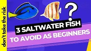 3 Saltwater Fish To Avoid (Here's Why)