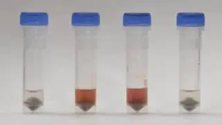 QIAamp Fast DNA Tissue Kit を用いた組織破砕