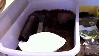how to care for a common frog (rana temporaria)