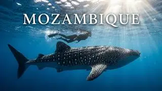 Swimming With The Biggest Rays In The Ocean - AMAZING Footage!