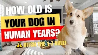 Dog Age in Human Years! Ditch that x7 myth! No Math Major Required!