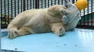 横寝の破壊力