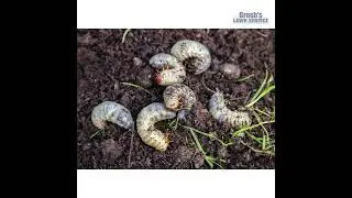Grubs Keedysville Maryland Lawn Care Treatments