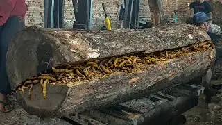 Dangerous Giant Trembesi Log Cutting at Extreme Sawmill Without Protection