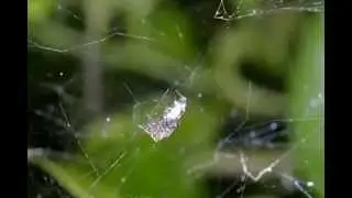 Portia Fimbriata Hunting a Tent web spider