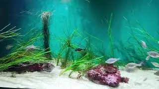 Must See The Beautiful Octopus At California Aquarium #2025 #youtube #video #fyp #new #longbeach 
