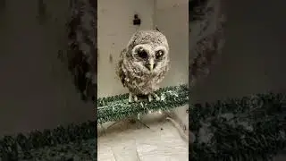 Baby Barred Owl Rescued 🥹 #shorts