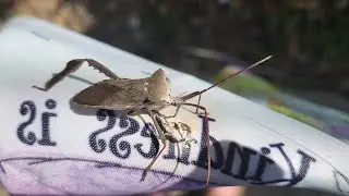 Giant Leaf Footed Bug