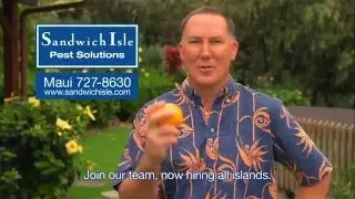 Termite Control With Orange Oil