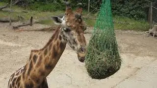 Brilbeer, Giraf, Berberapen en Bavianen in Dierenpark Amersfoort