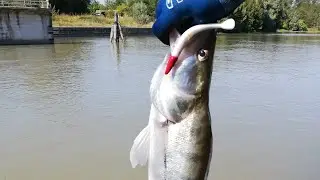 Lucioperca e Siluro con la stessa esca  (Catch & Release)