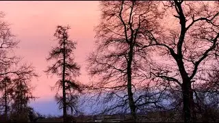 Пояс Венеры на закате, подлесок в лесу и резвящиеся собаки.