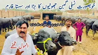 world Biggest nali ravi buffalo||Ray Aqib Javed||Punjab Modern Gabbon Jhotian Dairy farm