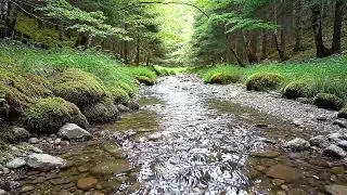 Piano Beside a Long Quiet Stream | Calm Nature Ambience for Deep Relaxation