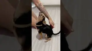 Como brincar com cachorro? 😱