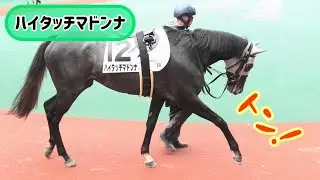 パドックに鳴り響くハイタッチを繰り出すハイタッチマドンナ