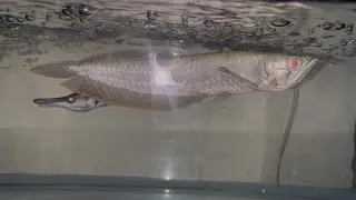 Red Eye Arowana vs Alligator Gar 🐟🔥 Unbelievable Predator Moment!&rdquo;