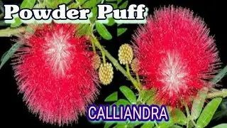 Powder Puff Plant Care | Calliandra Plant | Grow Powder Puff Flower in Container.