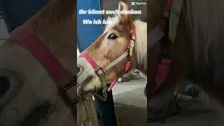 9 #horse #pony #equestrian #team #fyy