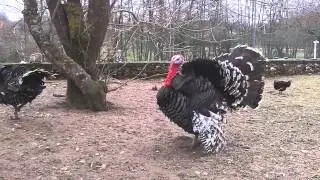 le cri du dindon.mp4