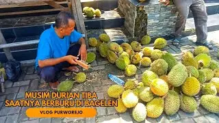 MUSIM DURIAN TIBA❗SAATNYA BERBURU DURIAN MURAH DI TAMAN BAGELEN PURWOREJO, BANYAK DIBORONG TRAVELER