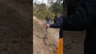 life is not easy for everyone 🐍😱 #snakelife #shorts