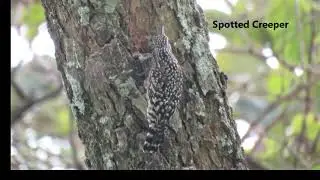 Ethiopia birding trip 2024