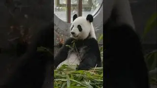 Did You Know This Fun Fact About Pandas? 🐼 | Cute Animal Facts #panda #facts #china