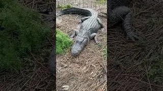 Swamp Dragon