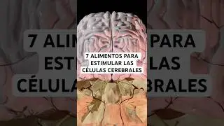 Los 7 Mejores Alimentos Comprobados Para Estimular Las C&eacute;lulas Cerebrales y El BDNF #salud