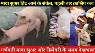 Pig Farming In India. Female Pig Delevery Time. Heat Time. गर्भवती, डिलेवरी समय मादा सुअर कि देखभाल।