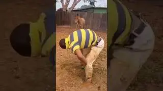 The Donkey couldn't do it!