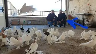 BURSA HAKAN PANKUDUZ ABİMİZİN MUHTEŞEM SÜS VE KOSTÜM GÜVERCİNLERİ