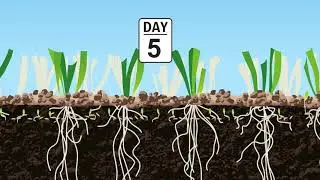 Eliet DZC Overseeder Animation