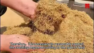 How to process roughage to improve the digestion rate of cattle and sheep?