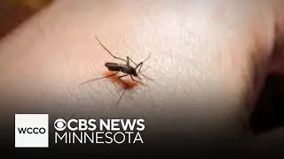 Could the number of mosquitoes still increase in Minnesota this summer?