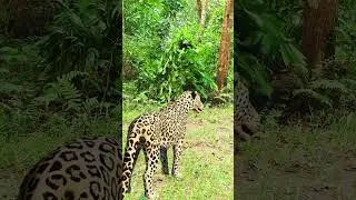Wild Animal Appears Suddenly 🌿🐆#WildlifeShorts #AnimalMoment #WildlifeVFX#PredatorMoment#NatureShock