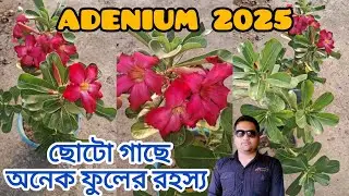 ADENIUM FLOWER PLANTS 2025||অ্যাডেনিয়াম গাছ ২০২৫||ছোটো গাছে অনেক ফুলের রহস্য ||